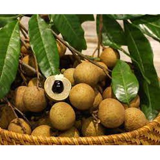 Cây giống nhãn đường phèn .