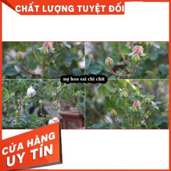 PHÂN BÓN DƯỠNG HOA, KÍCH HOA HỒNG💖 HÀNG BÁN CHẠY NHẤT💖dưỡng hoa, kích hoa, mập nụ, mập cánh, bông to,giữ hoa lâu tàn 2