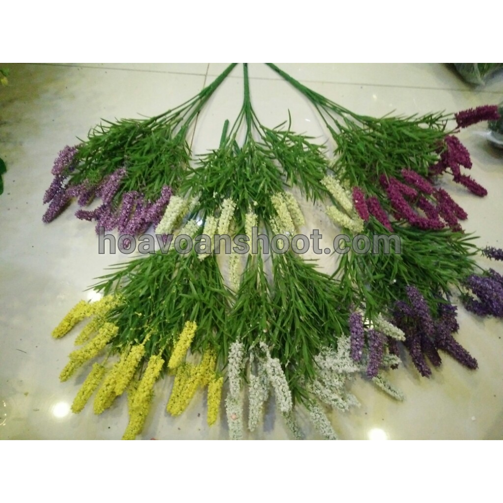 Cỏ điểm chồn xốp