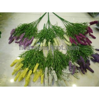 Cỏ điểm chồn xốp