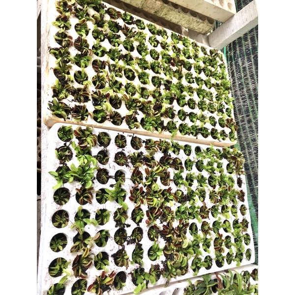 Combo 5-12 Cây bẫy kẹp