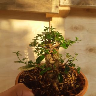Sam hương mini