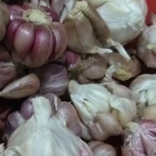 Tỏi ta thơm vị cay nhiều tinh dầu #tỏi ta