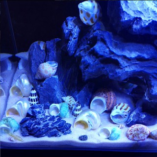 vỏ ốc trang trí