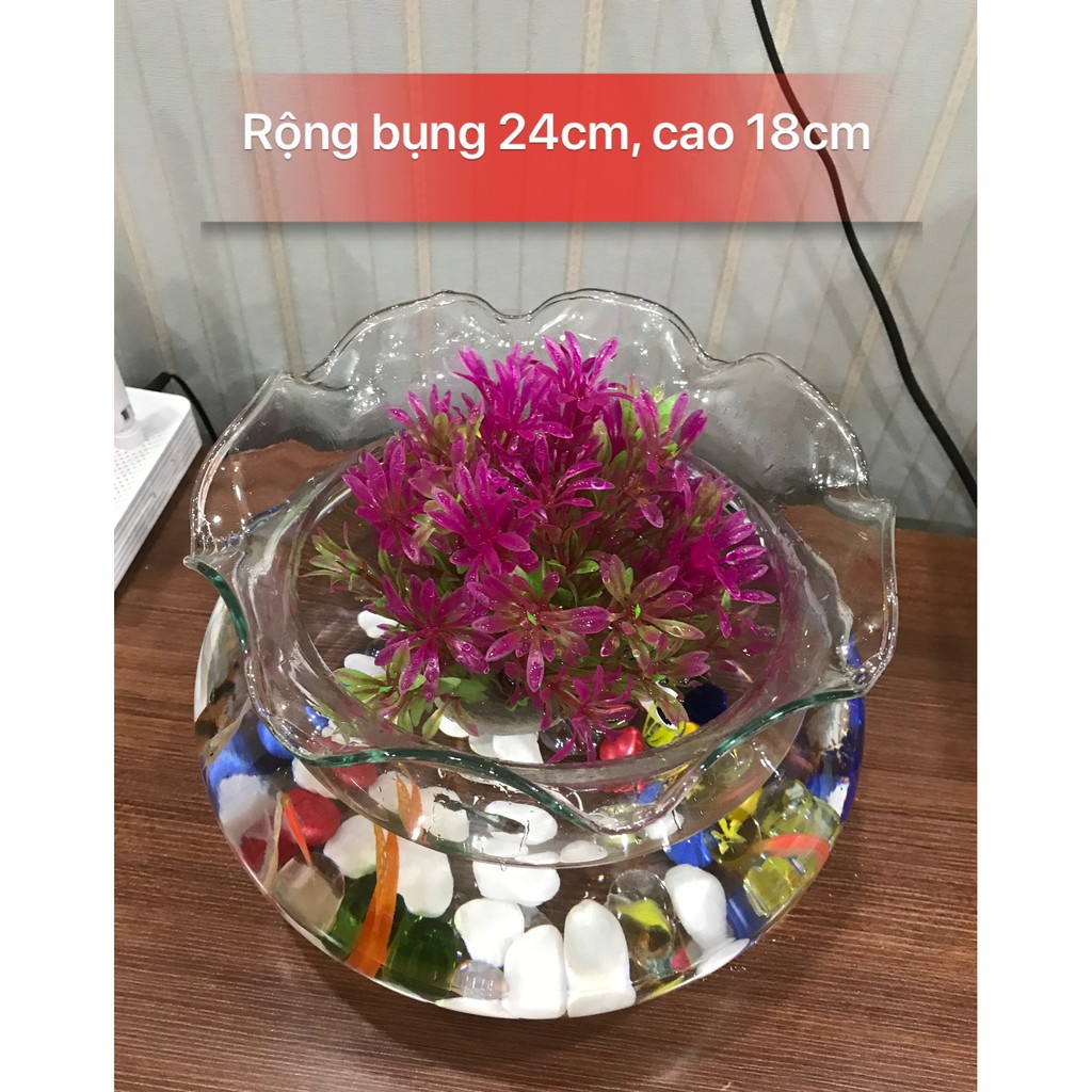 Bể Cá Thủy Tinh Tròn Tai Bèo - Bể Cá Để Bàn, Kích Thước Rộng Bụng 24cm x Cao 18cm( HBĐ)