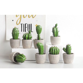 Cây xương rồng mini để bàn
