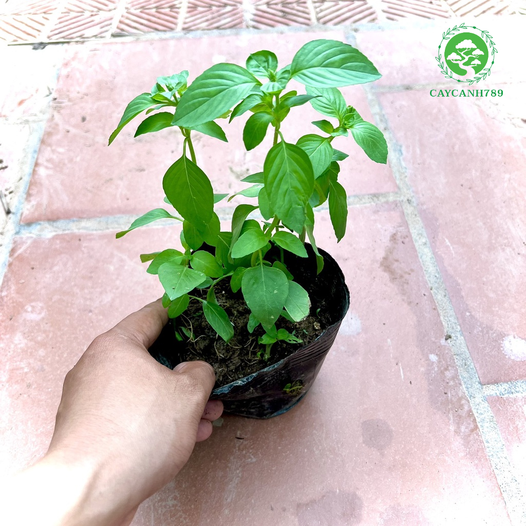 Cây lá é - Cây dược liệu - Rau lẩu gà