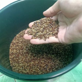2kg  hạt muồng . HSD 5 năm