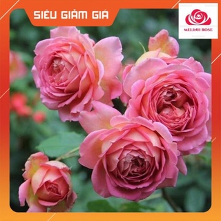 Hoa hồng ngoại jubilee celebration rose