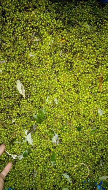 ☘️🍃TIÊU RỪNG 3ky 🍁☘️