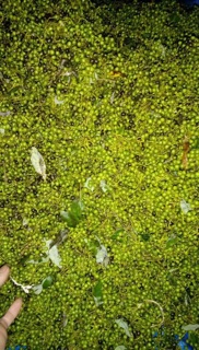 ☘️🍃TIÊU RỪNG 1 ký ( măng đen )🍁☘️
