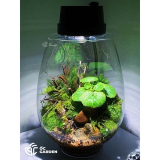 Bộ bình thủy tinh mosslight terrarium size 14x22cm