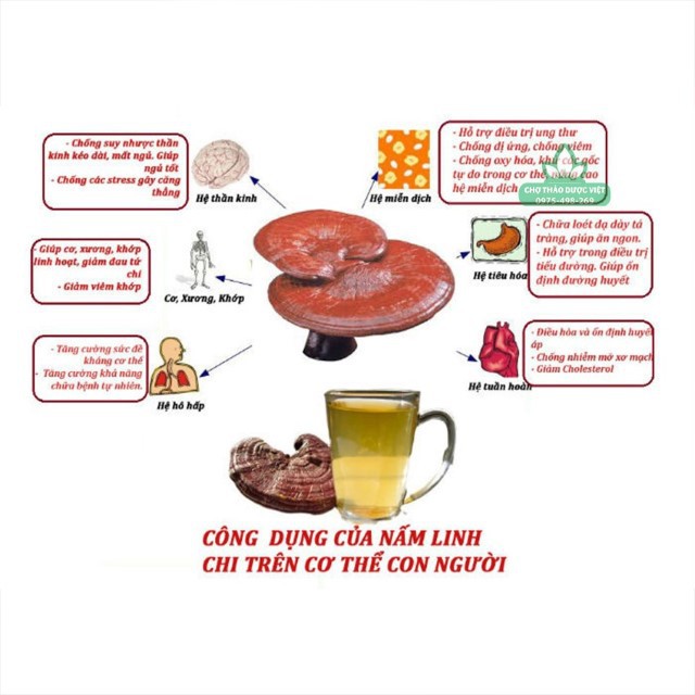 100g Nấm Linh Chi Hàn Quốc