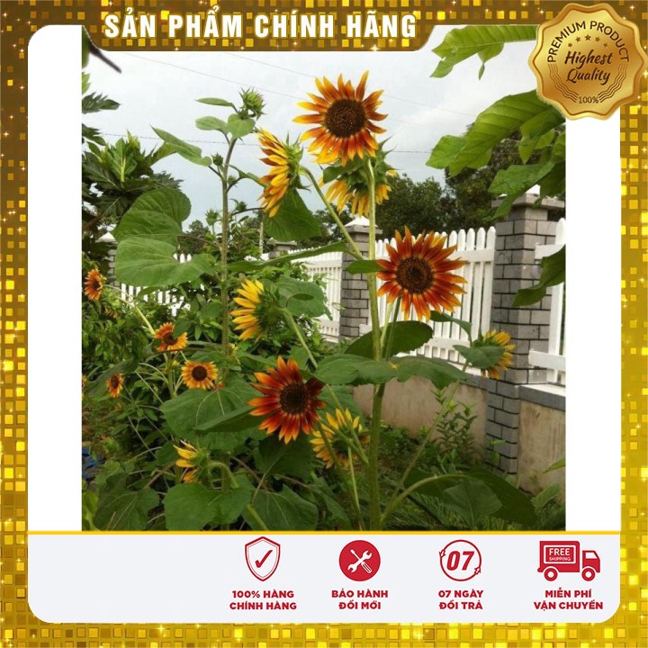 Hạt giống hoa hướng dương mix nhiều màu LUCKY SEEDS - 30 hạt