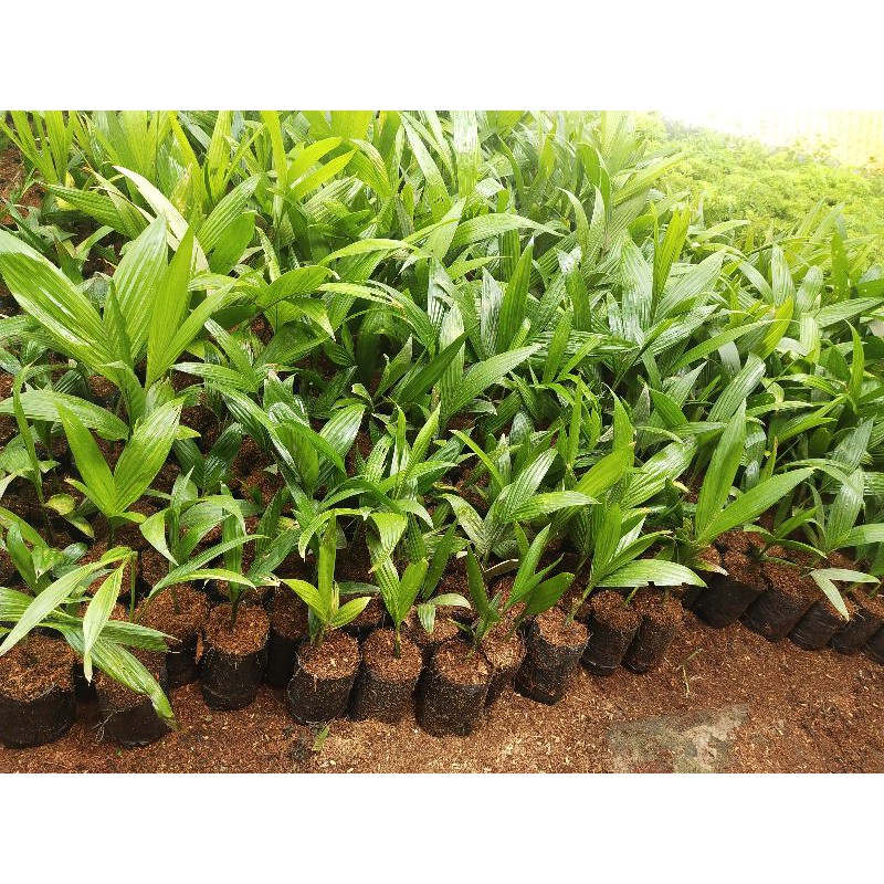 Cây cau  cau trầu 9k