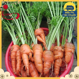 Hạt Giống Cà Rốt F1