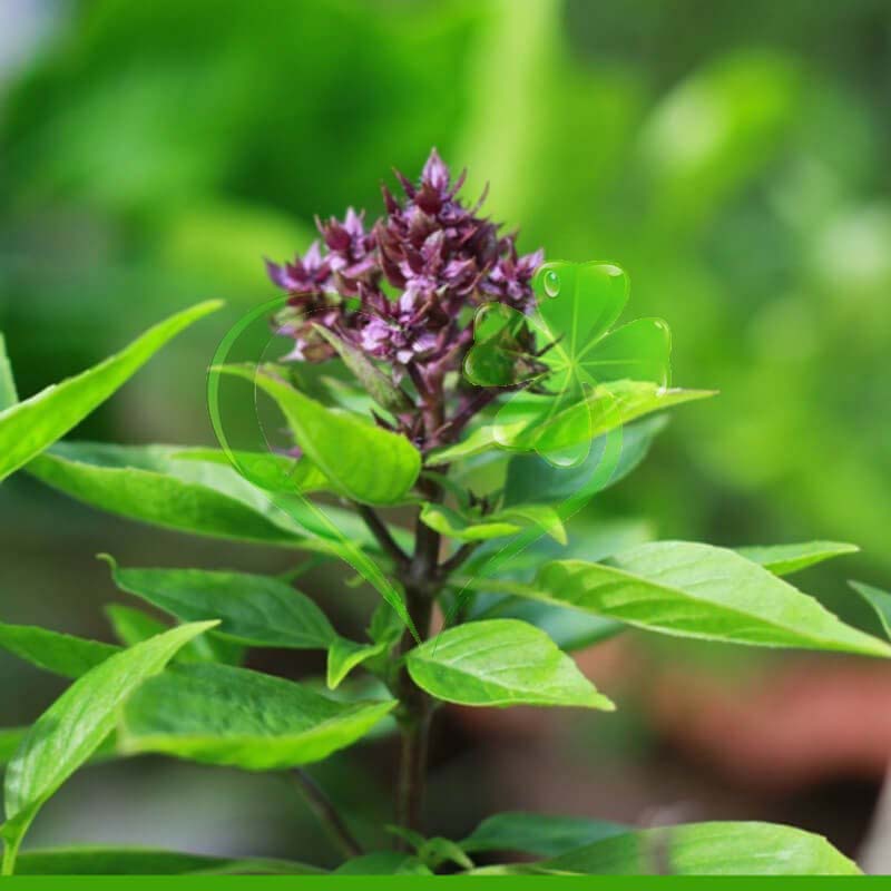 Hạt giống húng Quế rau Quế - gói 5 gram