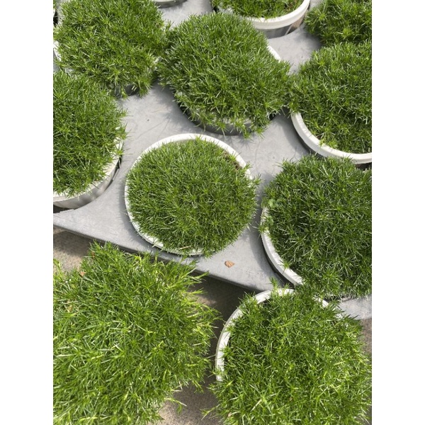 Chậu cứng Zoysia japonoca