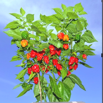 Cây giống ớt Carolina - ớt cay nhất thế giới - Capsicum chinense 'Carolina Reaper' - Trang Flowers