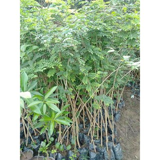 CÂY GIỐNG SƯA ĐỎ