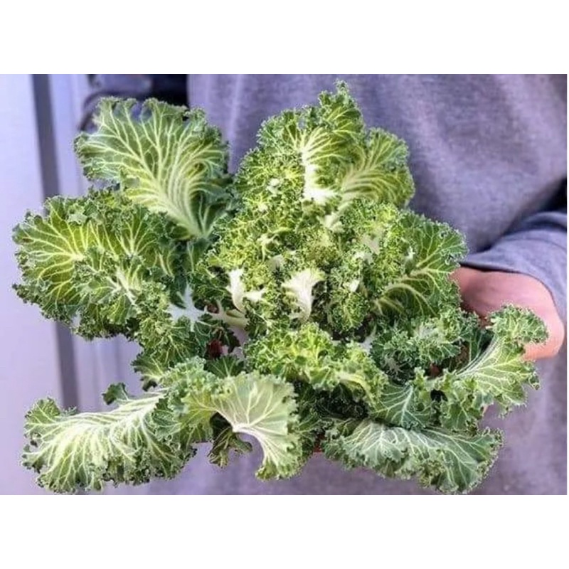 Hạt giống cải kale thuỷ tinh Casper Mỹ f1 siêu lá