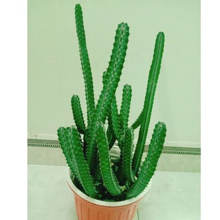 Xương rồng Euphorbia