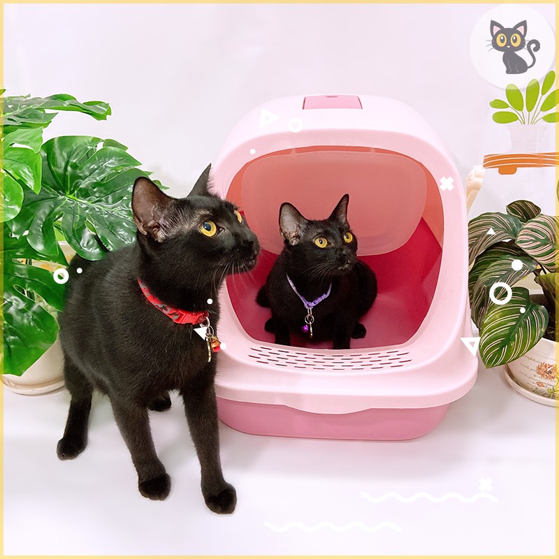 Nhà vệ sinh cho mèo hình thang