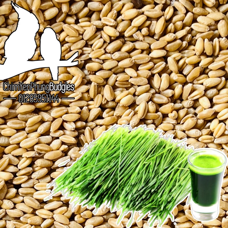 1kg hạt giống Cỏ Lúa Mạch tốt cho sức khoẻ .