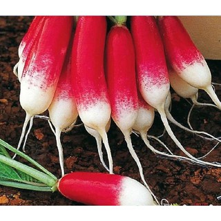  Hạt Giống Củ Cải Đỏ Dài - Gói 2 Gram