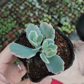 Sen đá sống đời giống mới