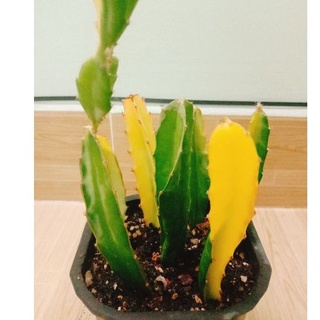 Cây xương rồng var vàng