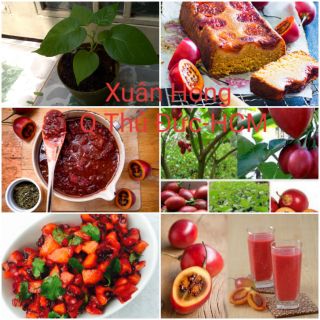 Cây giống cà chua thân gỗ.