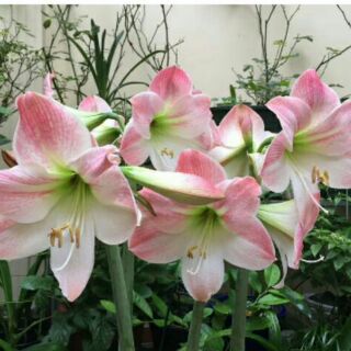 cây huệ lan màu như hình.2 cây