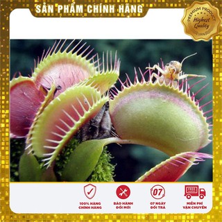 Hạt giống cây Bắt Ruồi + Diệt Côn Trùng ( 4- 5 hạt)