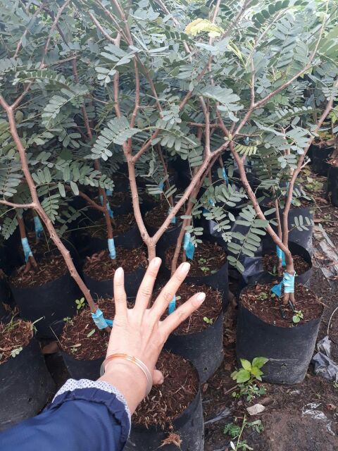 Cây Me Thái ngọt siêu trái