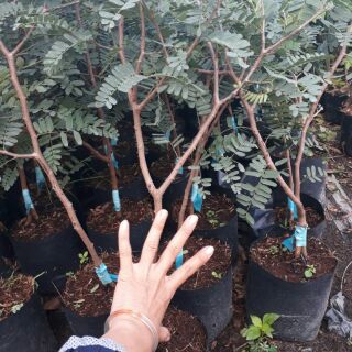 Cây Me Thái ngọt siêu trái