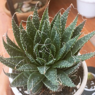 Sen đá móng rồng size trung