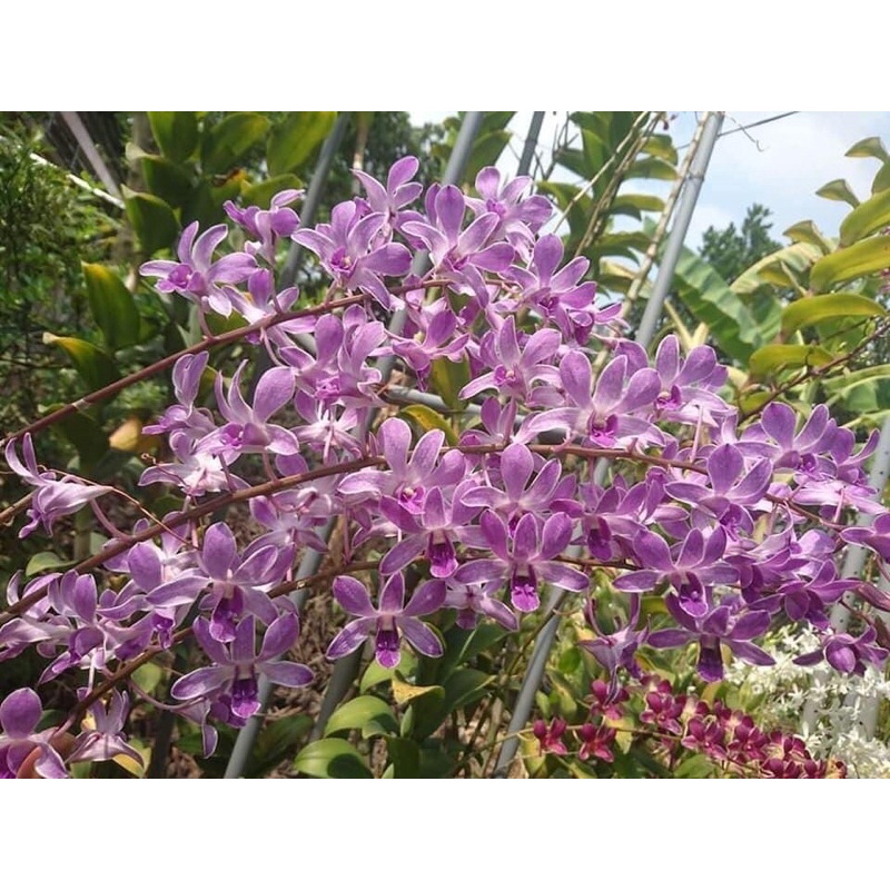 Hoa lan denro tím huế thơm