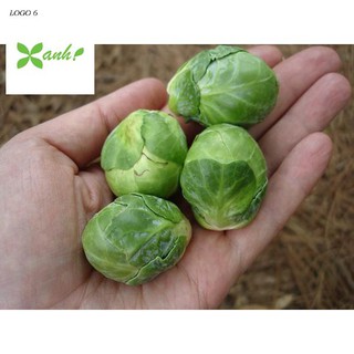 Hạt giống Bắp cải xanh tí hon