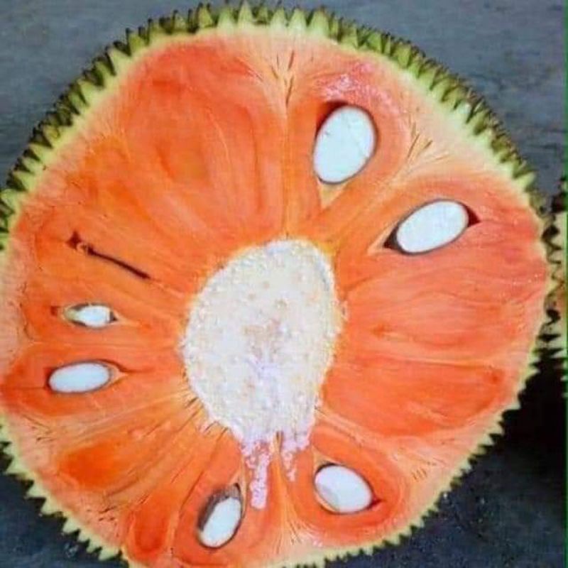 CÂY GIỐNG MÍT LÙN RUỘT ĐỎ SIÊU QUẢ SIÊU SỚM