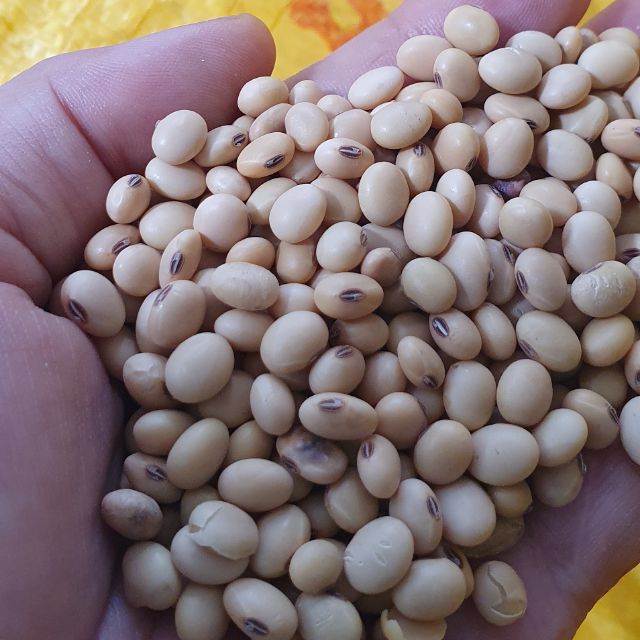 ĐẬU NÀNH KHÔNG BIẾN ĐỔI GEN,GIỐNG CŨ