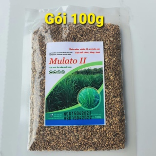 Cỏ mulato 2 - giống cỏ chăn nuôi năng suất cao