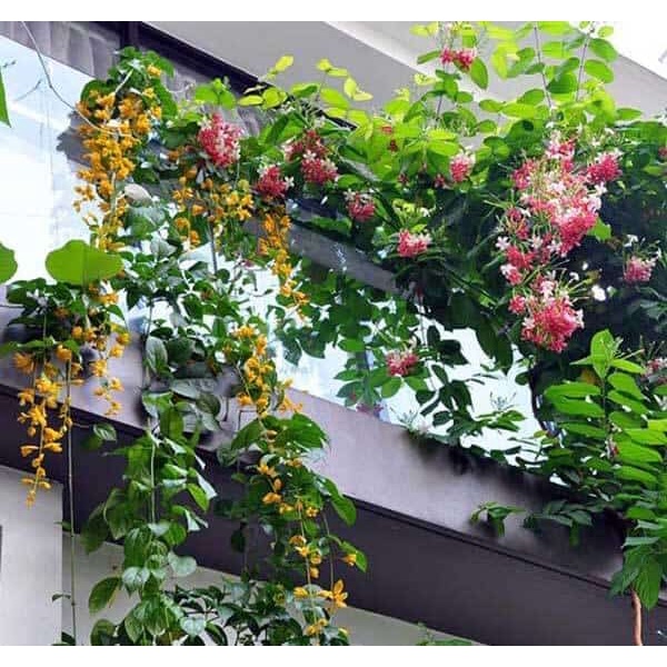 Hoa lan hoàng dương 10 hạt mix màu