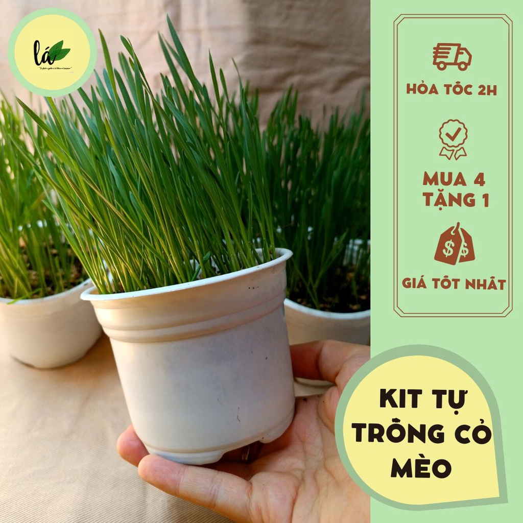 Bộ kit tự trồng cỏ mèo tại nhà (kèm hướng dẫn sử dụng, hạt giống, đất sạch, chậu nhựa)
