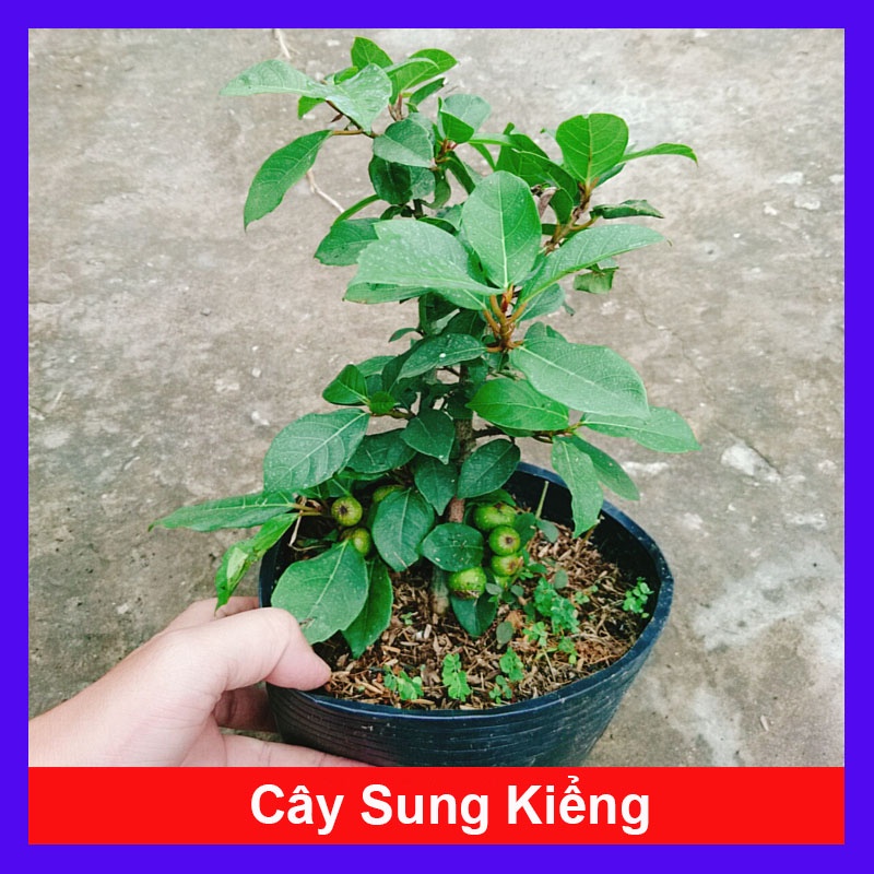Cây sung ta - cây cảnh trong nhà - caykiengsadec