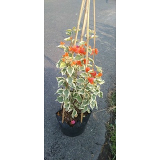 hoa giấy cẩm thạch( đủ màu) nguyên bản chiết cành (tặng kèm phân bón)