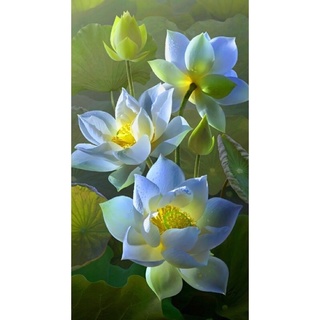 Tranh dán tường 3d tranh bộ 3 tấm hoa sen trắng