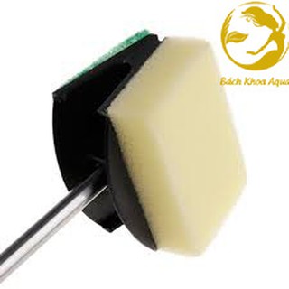 Cây cọ bể 2 mặt vệ sinh bể cá