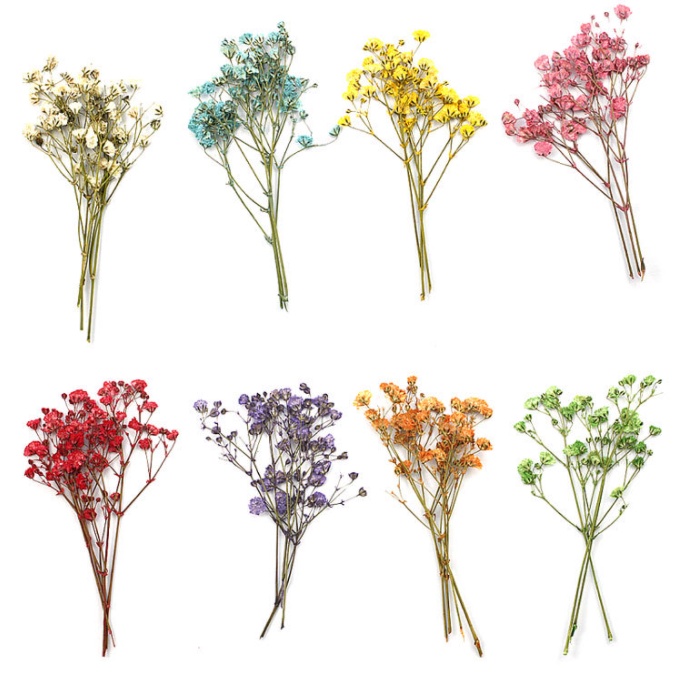 Set vỉ 12 cành hoa khô baby pyshophila cho các bạn làm trang trí bưu thiếp, epoxy, slime, DIY
