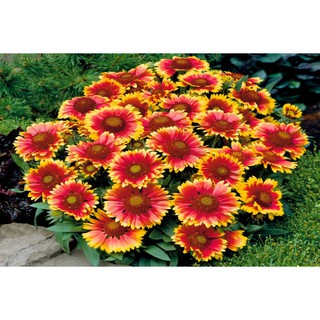 50 Hạt Giống Cúc Công Chúa Tặng Kích Mầm Và Hướng Dẫn Ươm Trồng